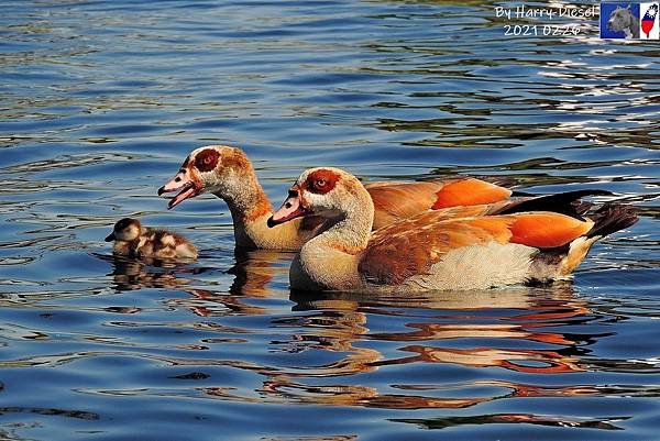 埃及雁 Egyptian goose (15).JPG