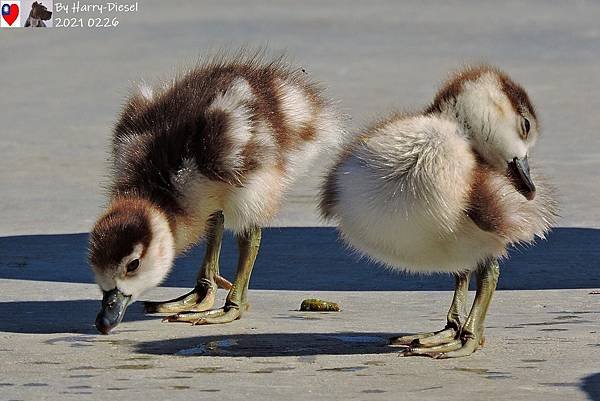 埃及雁 Egyptian goose (17).JPG