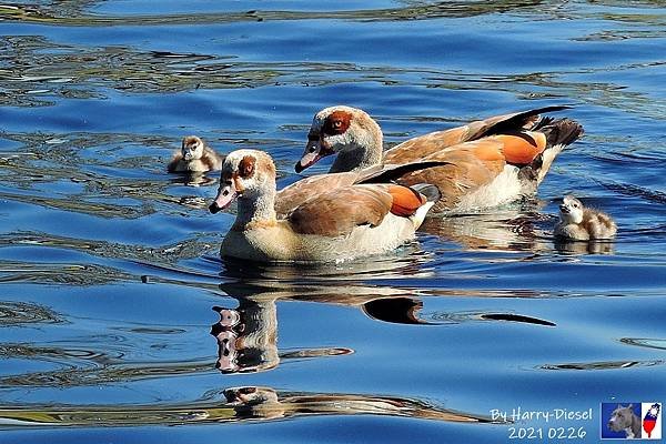 埃及雁 Egyptian goose (25).JPG