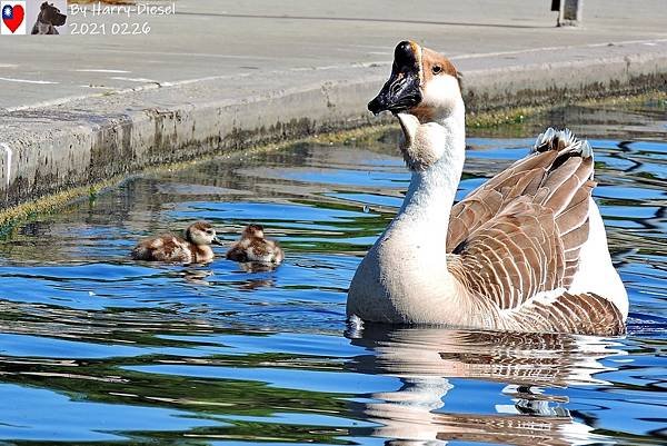 埃及雁 Egyptian goose (28).JPG