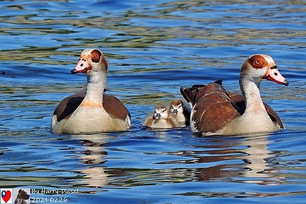 埃及雁 Egyptian goose (1).JPG