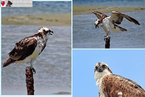 魚鷹 osprey (7).JPG