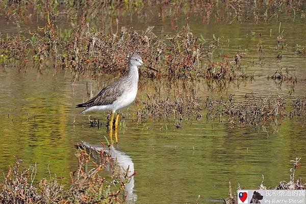 Lesser Yellowlegs (4).JPG