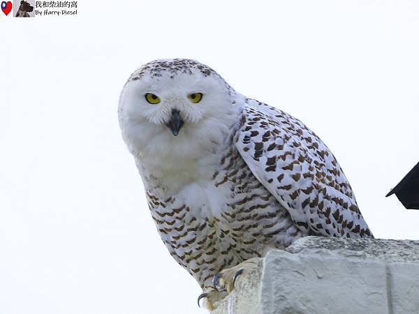 snowy owl 雪鴞 (1).JPG