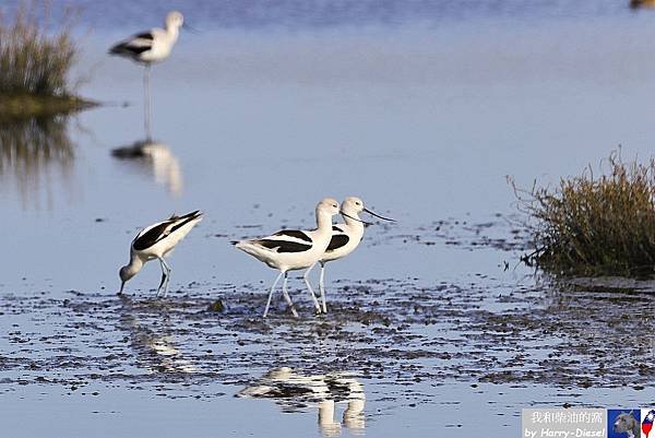 American Avocet 美洲反嘴鹬 (11).JPG