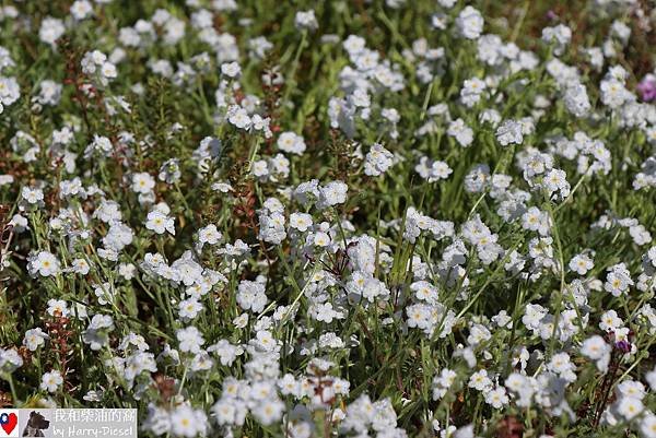 加州野花 玉米花 (3).JPG