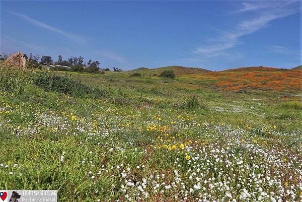 加州野花 玉米花 (1).JPG