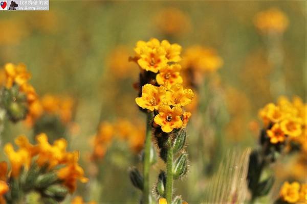 加州野花Fiddlenecks.JPG