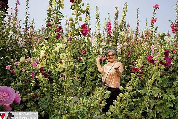 台南 學甲 蜀葵花 (10).JPG