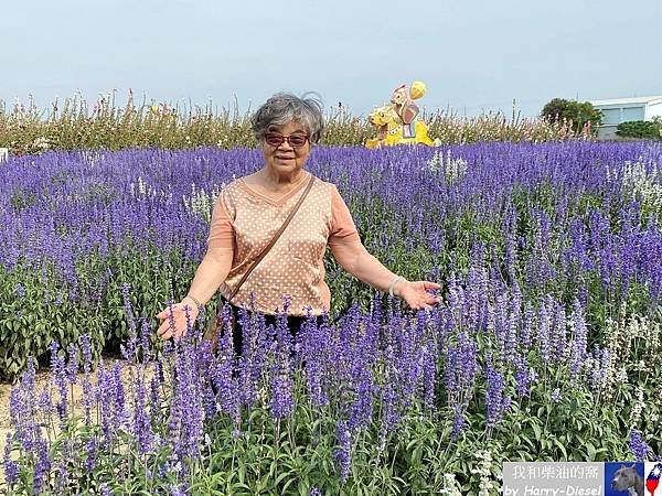 台南 學甲 蜀葵花 (26).JPG