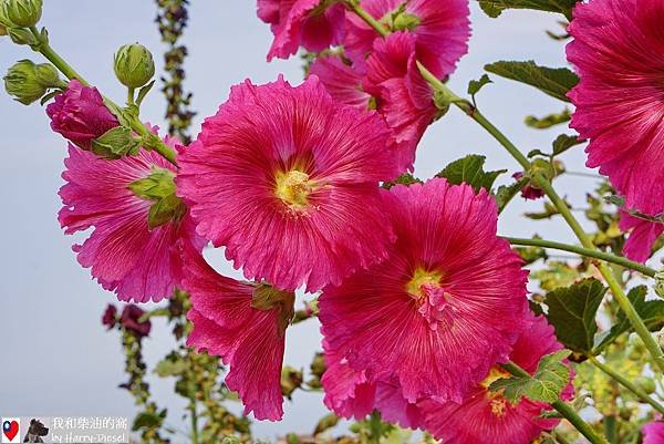 台南 學甲 蜀葵花 (8).JPG