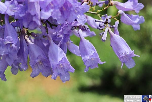 藍花楹 2024 (18).JPG