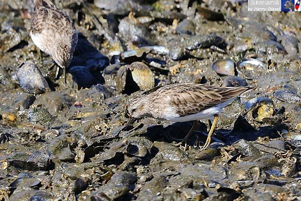 西濱鷸  western sandpiper (32).JPG