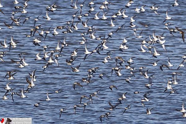 西濱鷸  western sandpiper (7).JPG