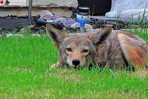 郊狼 coyote (9).JPG