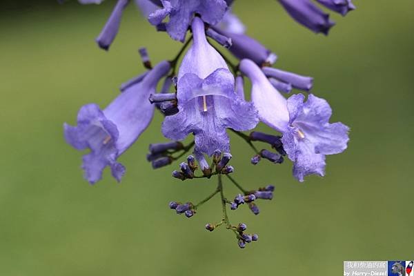藍花楹 2025 Jacaranda (16).JPG