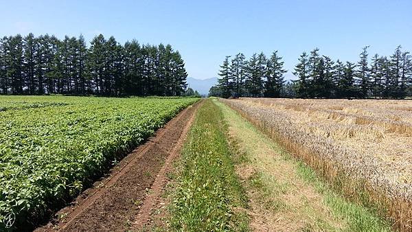 北海道某農場