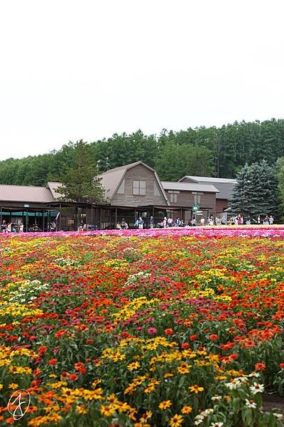 富良野　ファーム富田