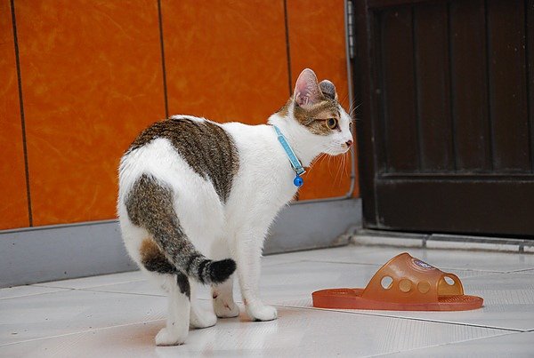 DSC_0353.JPG