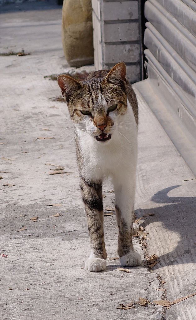 DSC00387.jpg