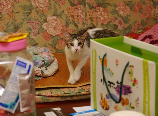 DSC_8719.JPG