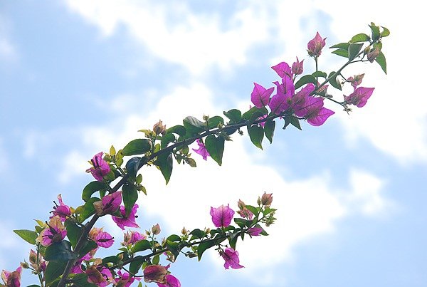 DSC_9772.JPG