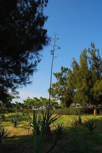 DSC_9120.JPG