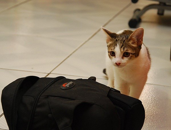 DSC_8740.JPG