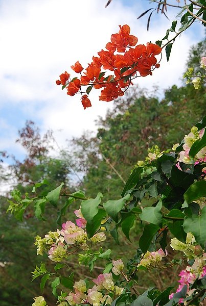 DSC_9775.JPG