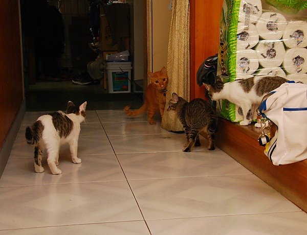 DSC_8732.JPG