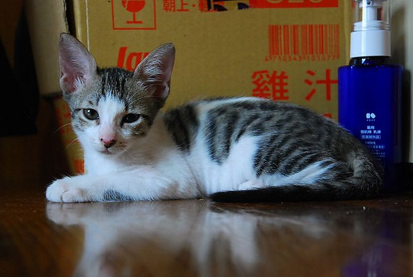 DSC_8232.jpg
