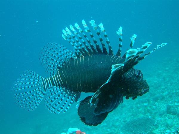 28_呂俊憲醫師_獅子魚.jpg