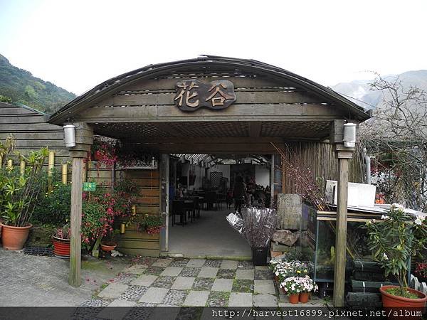 2015-3-16竹子湖採海芋