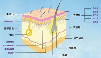 皮膚構造圖3