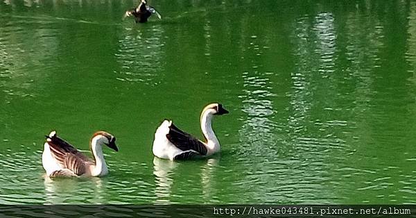 IMG_20180401_083826_調整大小.jpg