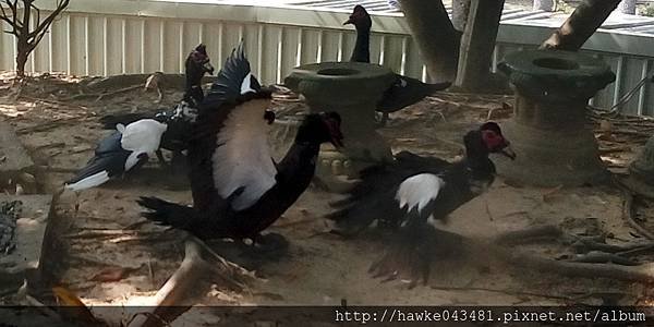 IMG_20180401_090553_調整大小.jpg