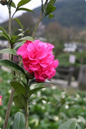 qIMG_8127-20130204