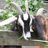 qIMG_1481-20130316