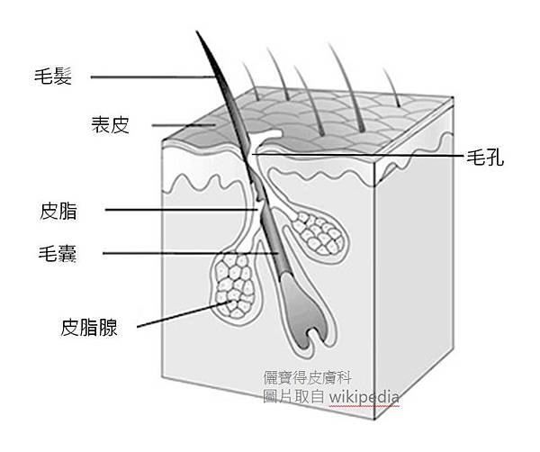 皮脂腺-wikipedia-HB