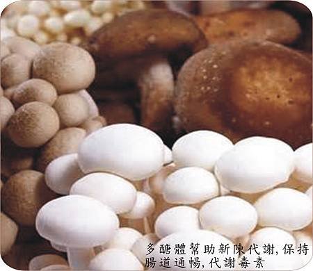 圖菇類.jpg