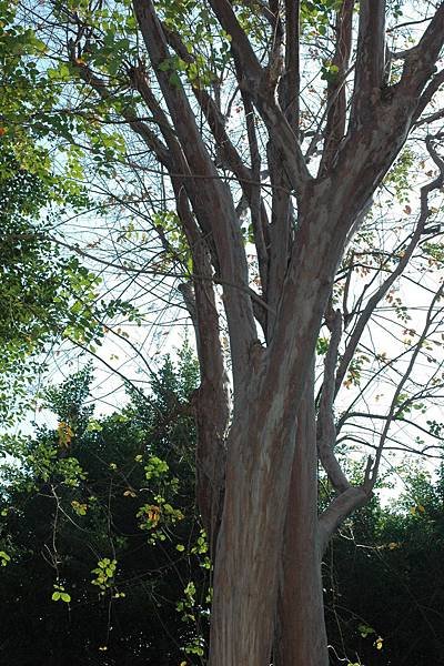 12-高齡九芎樹