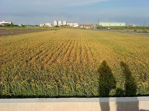 麥寮美景