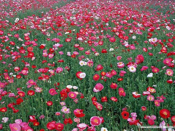 [wall001_com]_Poppy_flower_wallpaper_EZ066