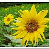 IMG_0249_nEO_IMG.jpg