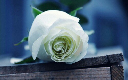 White Rose.jpg-1732205314