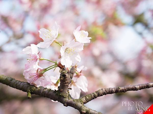 三芝賞櫻一日遊0002.JPG