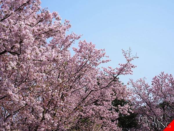 三芝賞櫻一日遊0013.JPG