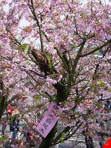 三芝賞櫻一日遊0005.jpg