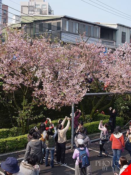 三芝賞櫻一日遊0009.JPG