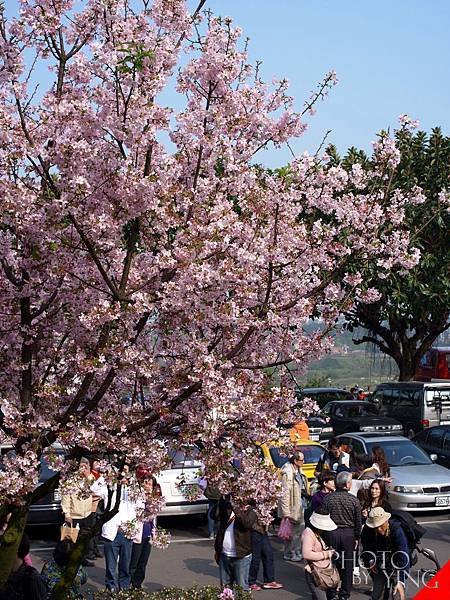 三芝賞櫻一日遊0004.JPG